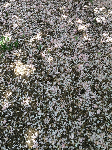 grassy lawn strewn with fallen tree blossoms